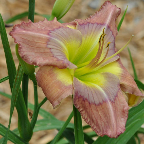 Picture of Blues in the News